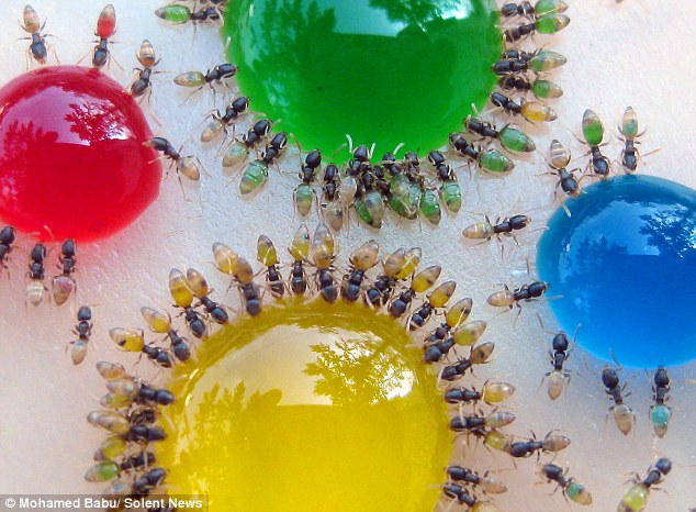 Expérience sur les fourmis. Des-fourmis-multicolores-montrent-exactement-ce-quils-ont-mangc3a9-1