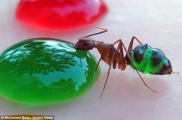 Expérience sur les fourmis. Des-fourmis-multicolores-montrent-exactement-ce-quils-ont-mangc3a9-21
