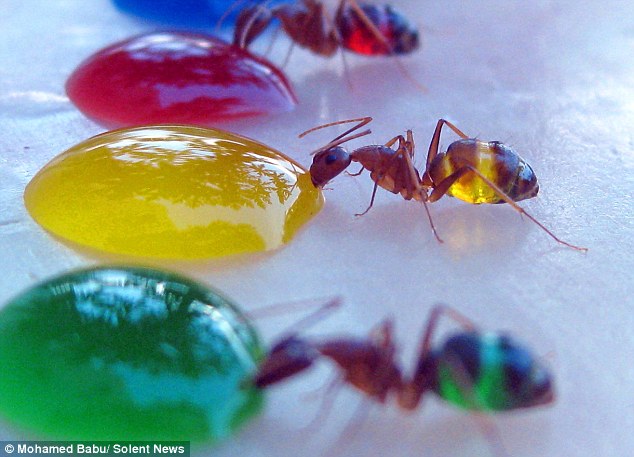 Expérience sur les fourmis. Des-fourmis-multicolores-montrent-exactement-ce-quils-ont-mangc3a9