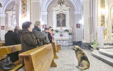 depuis la mort de sa maîtresse le chien Tommy assiste aux messes / Copie d'écran Quotidiano di Puglia