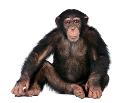 Des chercheurs apprennent l’orthographe à des singes Des-chercheurs-marseillais-apprennent-lorthographe-c3a0-des-singes1