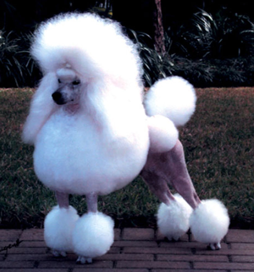Imageresult for poodle funny