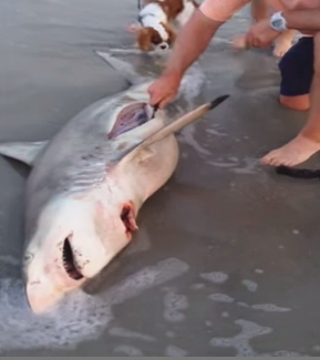 Des bébés requins sauvés par un homme du ventre de leur mère (vidéo) 04