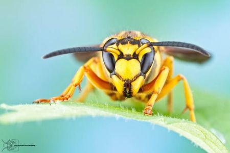 Les photos macro fascinantes d’insectes de Colin Hutton (galerie) 181