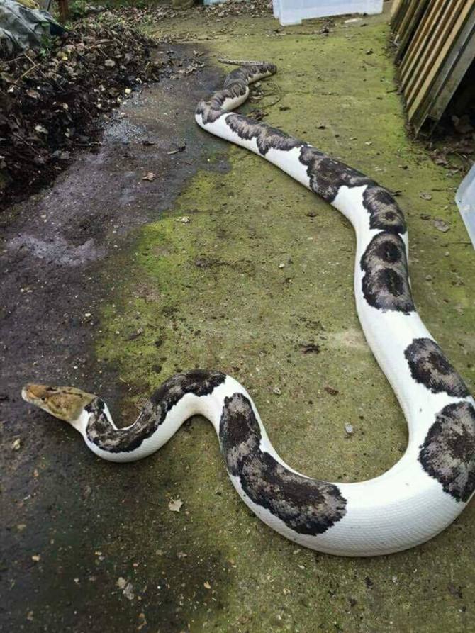 L’image du jour : Un python vitiligo ! By Jack35  1-63