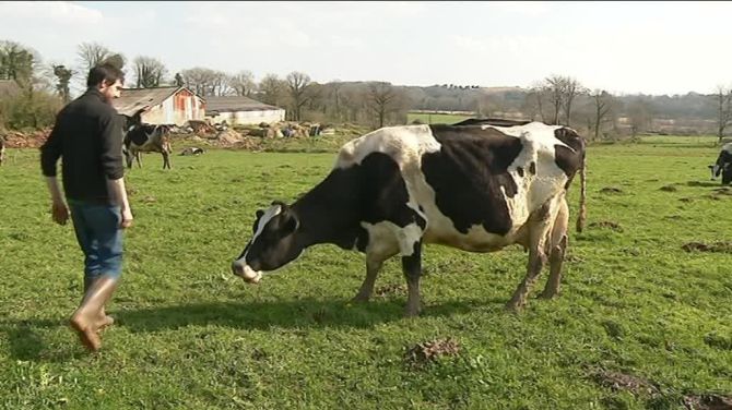 L’électricité ferait-elle mourir des vaches en centre-Bretagne ? (vidéo) By Jack35 3-45