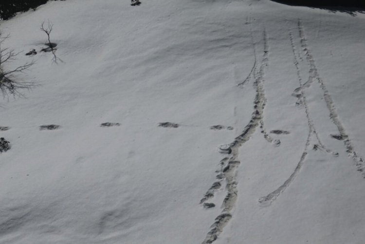 L’Inde trouve les traces de l’abominable bonhomme de neige dans les montagnes himalayennes (vidéo) By Jack35 2-14