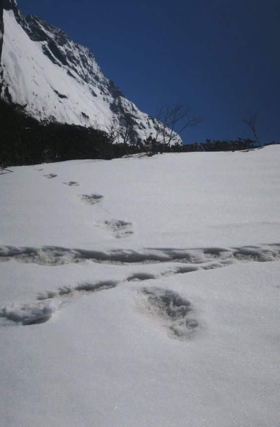 L’Inde trouve les traces de l’abominable bonhomme de neige dans les montagnes himalayennes (vidéo) By Jack35 3-26