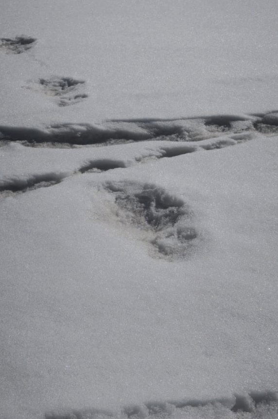 L’Inde trouve les traces de l’abominable bonhomme de neige dans les montagnes himalayennes (vidéo) By Jack35 4-14