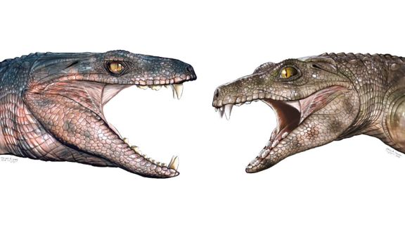 Des dents fossilisées suggèrent que certains crocodiles anciens étaient végétariens (vidéo) By Jack35 2-18