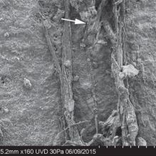 Une corde tissée par Néandertal découverte dans une grotte en France (galerie et vidéo) By Jack35 5-11