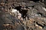 La Grotte Chauvet : l’art pariétal dans toute sa splendeur (galerie et vidéo) By Jack35 6-1