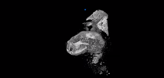 L’imagerie 3D révèle la vie ancienne des momies animales égyptiennes (vidéo) By Jack35 Capture-3