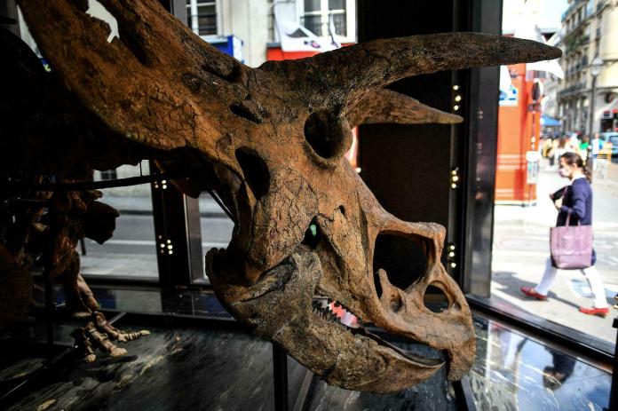 « Big John » : le plus grand tricératops jamais découvert exposé à Paris (vidéo) By Jack35 1-4