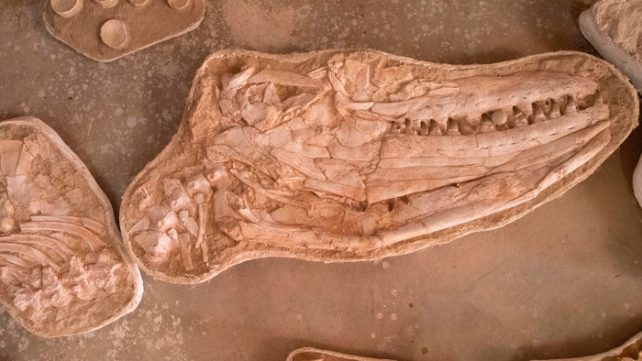 Un fossile incroyable révèle un lézard géant qui dominait la mer avec ses dents et sa terreur (vidéo) By Jack35 1-44