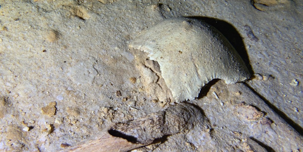 Un squelette vieux de 8.000 ans découvert dans une grotte au Mexique (vidéo) By Jack35 1-30
