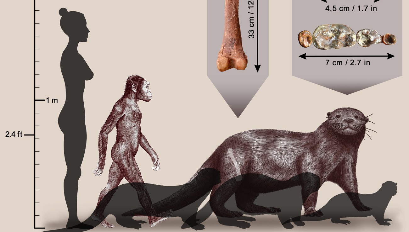 Il y a 3 millions d’années, ils y avaient des loutres géantes carnivores (vidéo) By Jack35 1-8